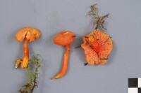 Hygrocybe squamulosa image